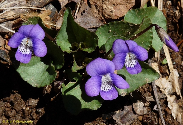 {Viola hirsutula}